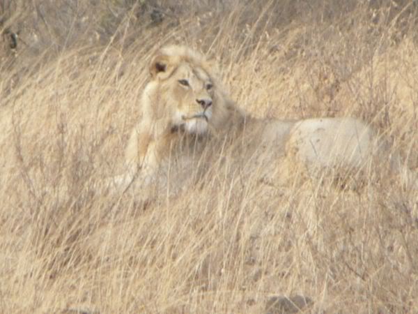 blonde lion