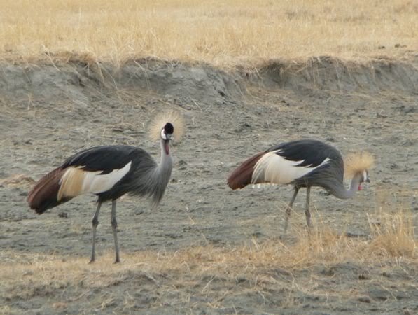 crowned cranes
