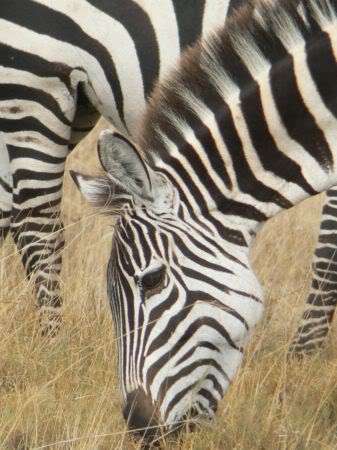 zebra