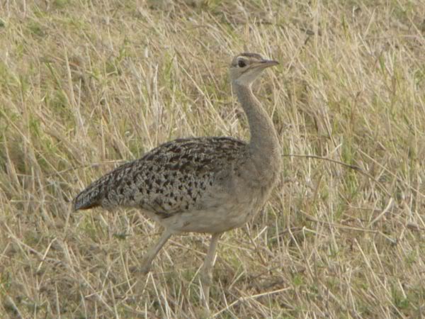 buff breasted bustard