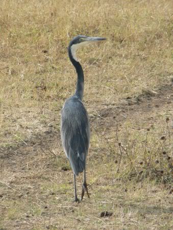 black headed heron