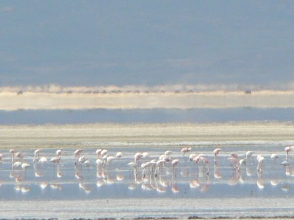 flamingoes