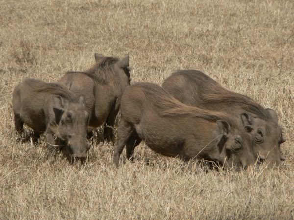 warthog