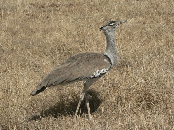 kori bustard