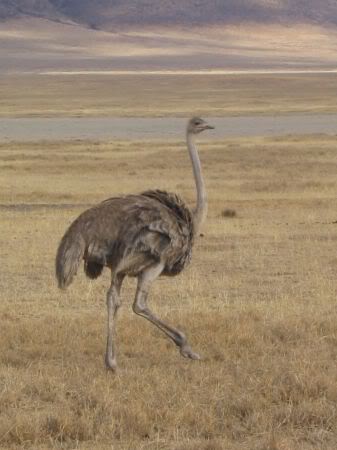 ostrich