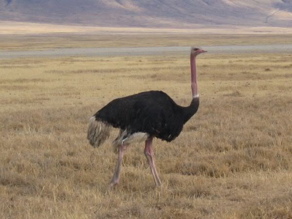 ostrich