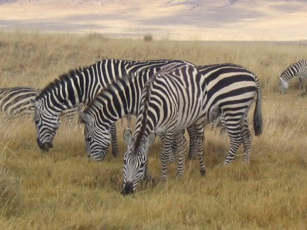 zebra