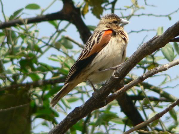 bird