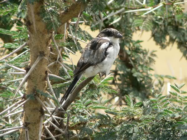 magpie shrike