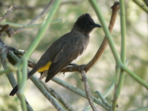 bulbul