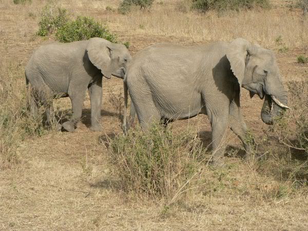 elephant