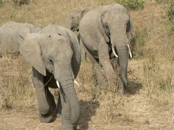 elephant