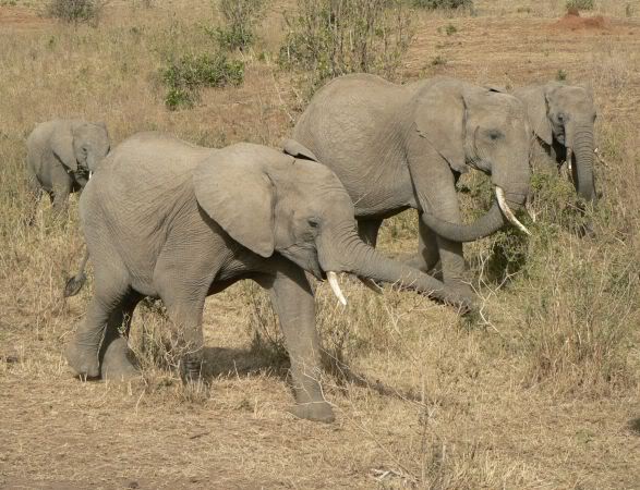 elephant