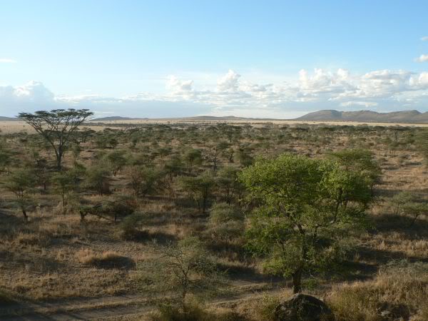 serengeti