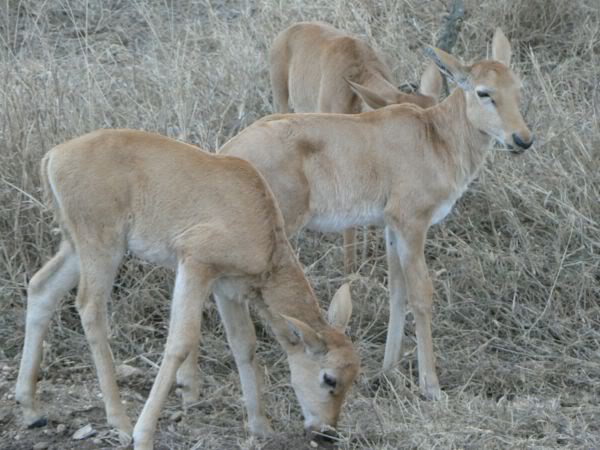 topi calves