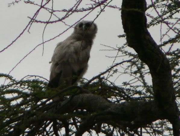 verreaux's eagle owl