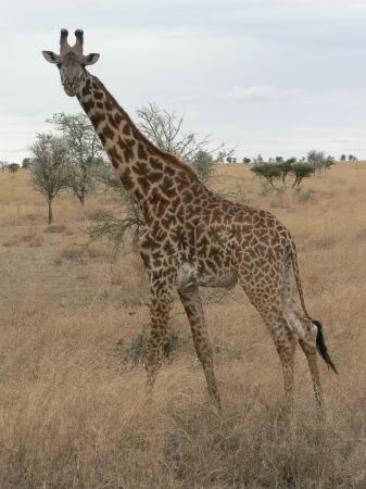 giraffe
