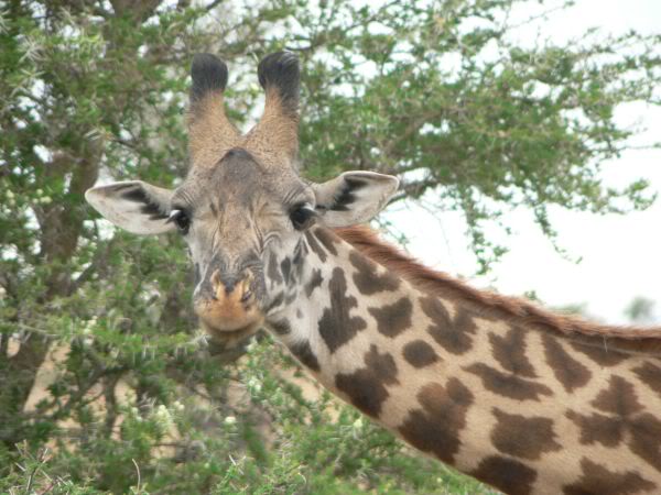 giraffe