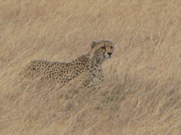 cheetah