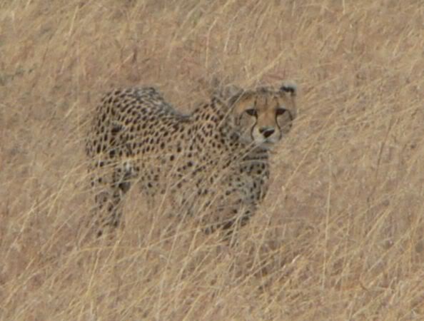 cheetah