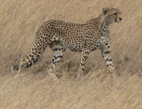 cheetah