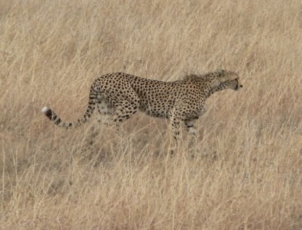 cheetah
