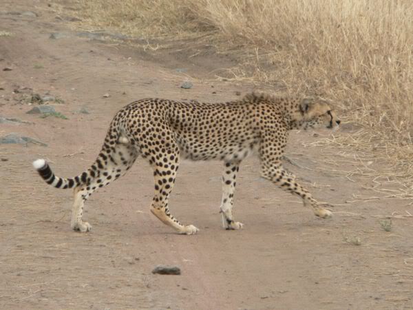 cheetah