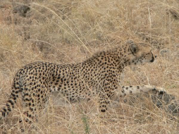 cheetah