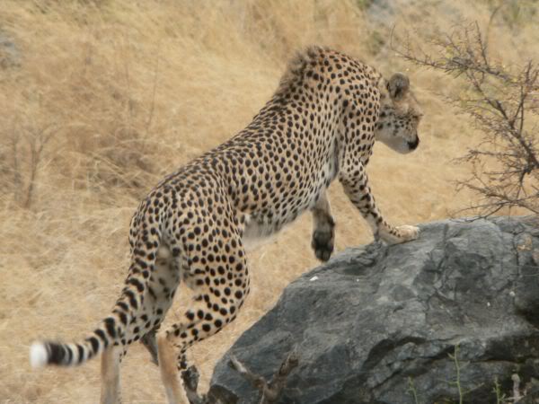 cheetah