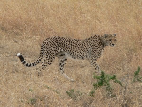 cheetah