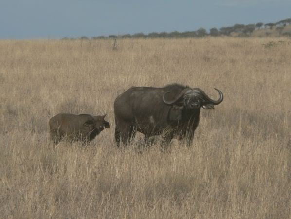 buffalo and calf