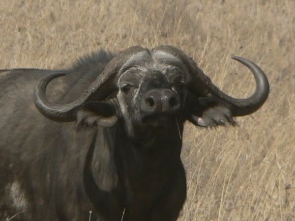 buffalo