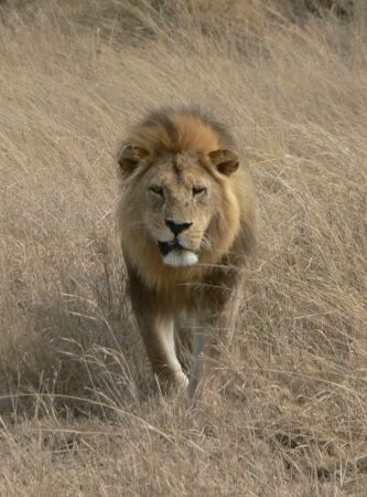 lion