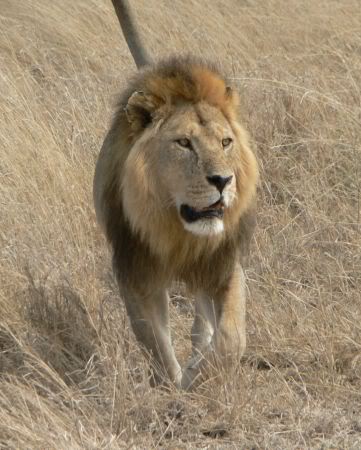 lion