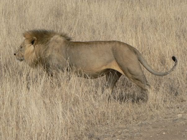 lion