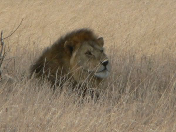 lion