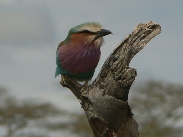 lilac-brested roller