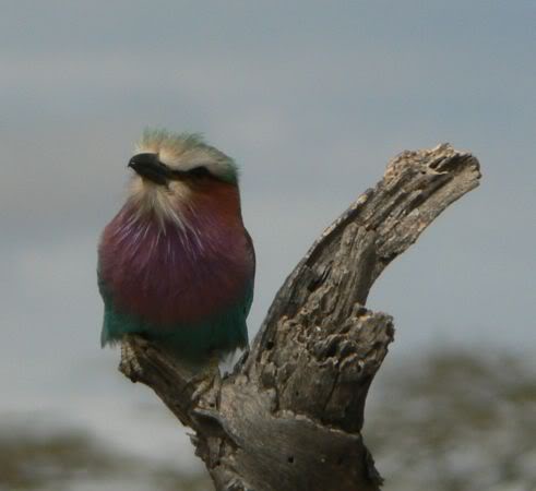 lilac-brested roller