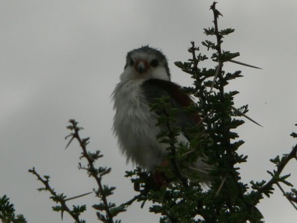 pygmy falcon
