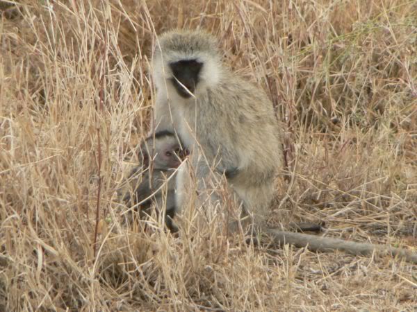 monkey with baby