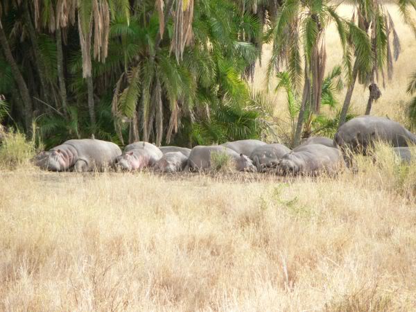 sleeping hippo