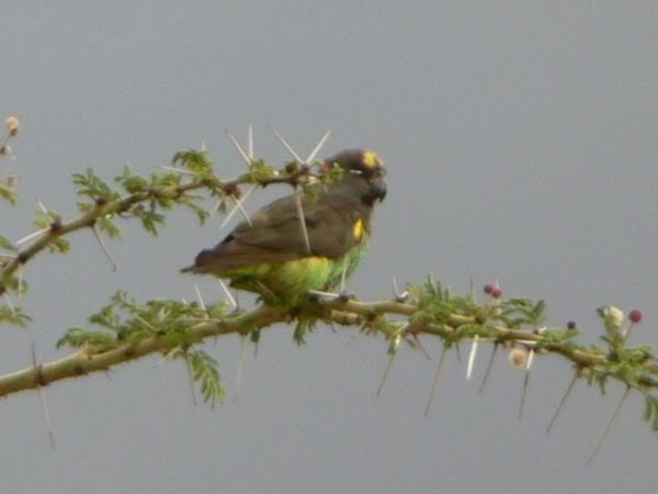 brown parrot