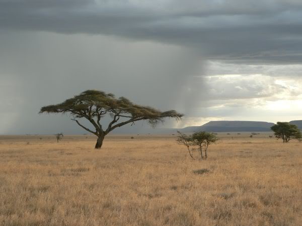 rain over plain