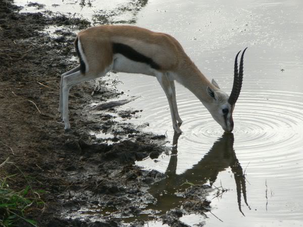 gazelle