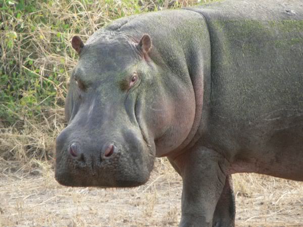 hippo