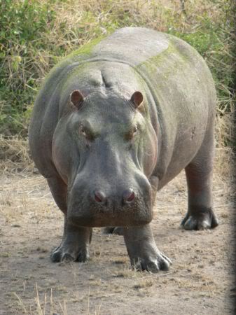 hippo