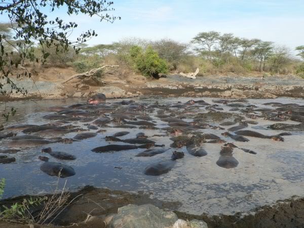 hippo pool
