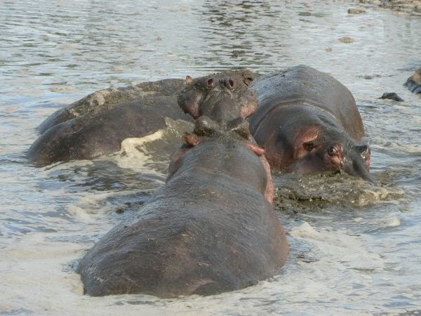 hippo pool