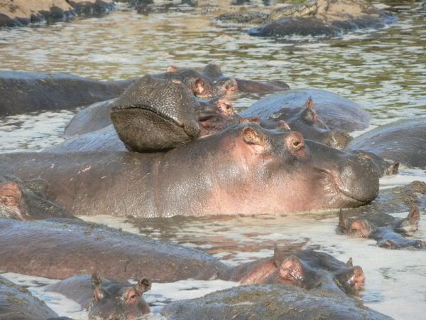 hippo pool