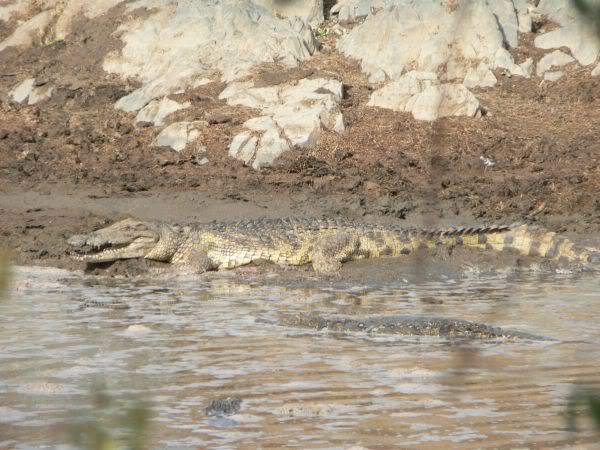 crocodile